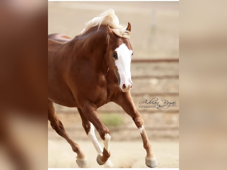 American Paint Horse Ruin 8 Jaar 150 cm Vos in Bad Salzuflenb