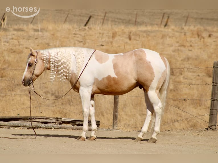 American Paint Horse Ruin 8 Jaar 152 cm Palomino in Tres Pinos