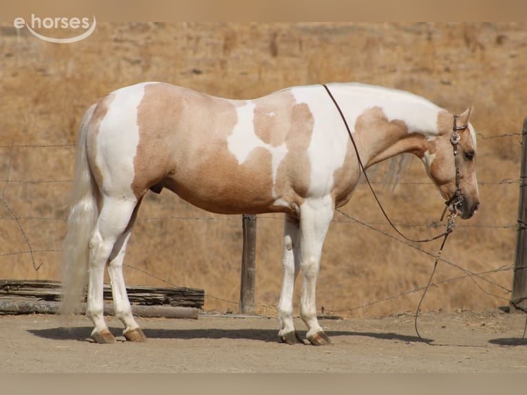 American Paint Horse Ruin 8 Jaar 152 cm Palomino in Tres Pinos
