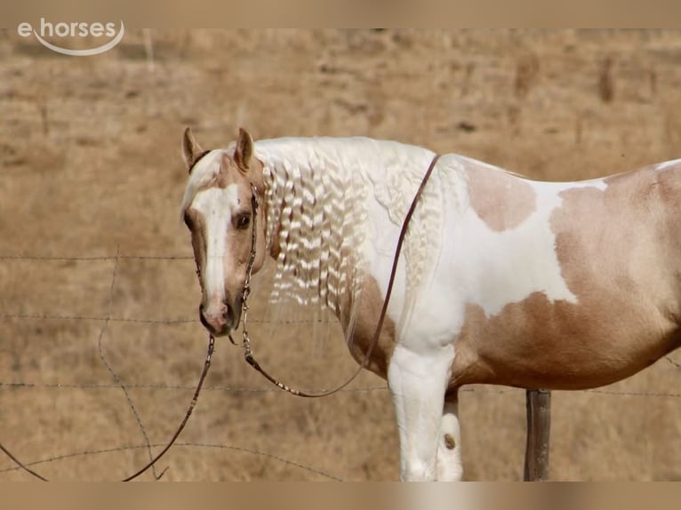 American Paint Horse Ruin 8 Jaar 152 cm Palomino in Tres Pinos