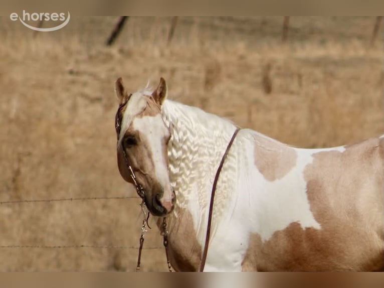 American Paint Horse Ruin 8 Jaar 152 cm Palomino in Tres Pinos