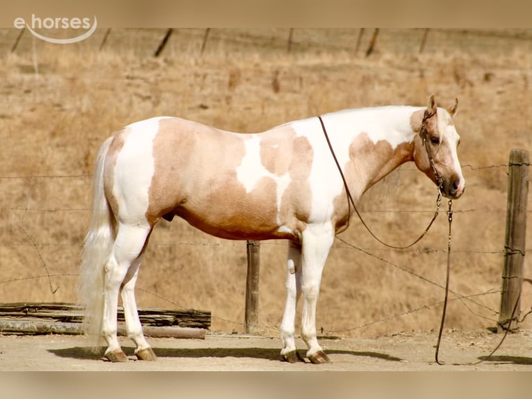 American Paint Horse Ruin 8 Jaar 152 cm Palomino in Tres Pinos