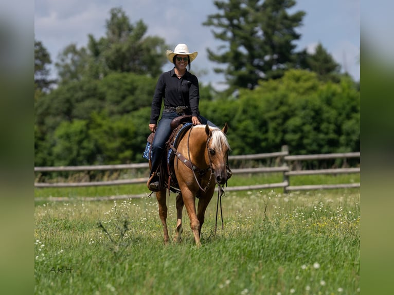 American Paint Horse Ruin 8 Jaar 152 cm Palomino in Nevis