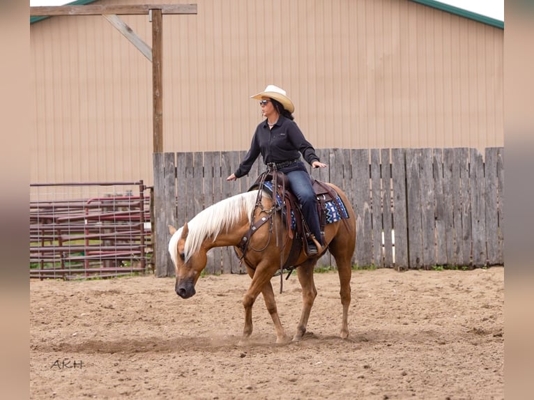American Paint Horse Ruin 8 Jaar 152 cm Palomino in Nevis, MN