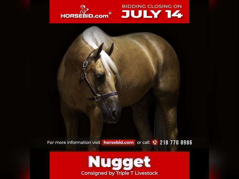 American Paint Horse Ruin 8 Jaar 152 cm Palomino in Nevis, MN