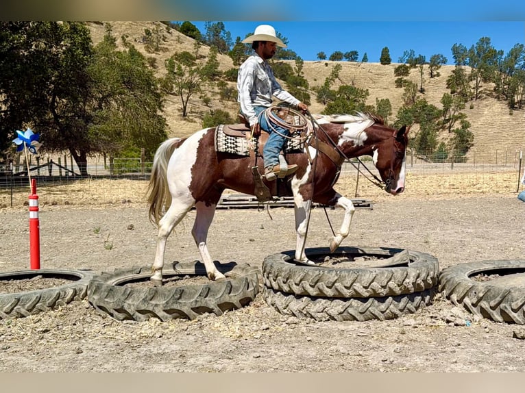 American Paint Horse Ruin 8 Jaar 152 cm Tobiano-alle-kleuren in Tres Pinos