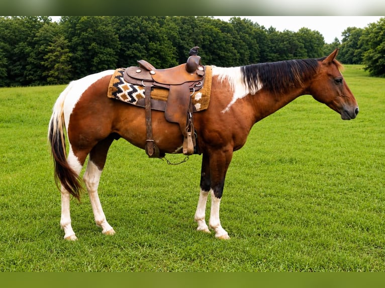 American Paint Horse Ruin 8 Jaar 152 cm Tobiano-alle-kleuren in Waynesboro