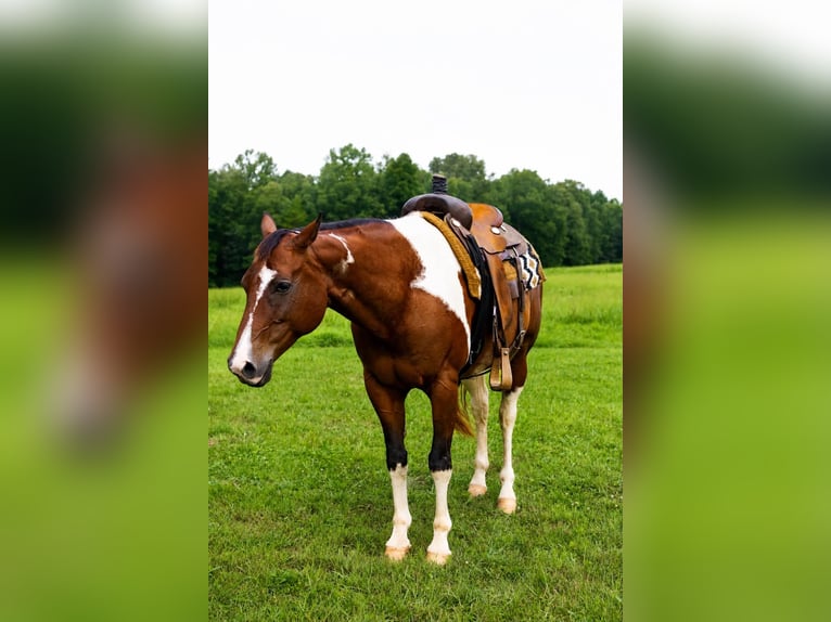 American Paint Horse Ruin 8 Jaar 152 cm Tobiano-alle-kleuren in Waynesboro