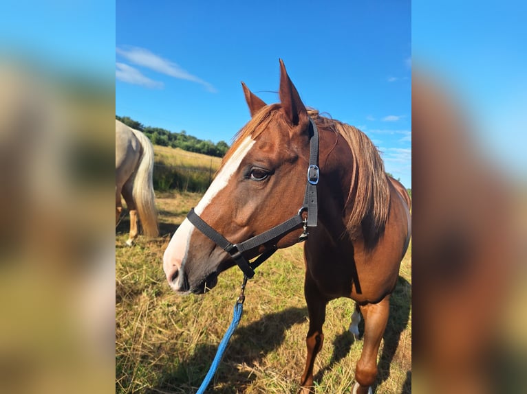 American Paint Horse Ruin 8 Jaar 154 cm Roodbruin in Lilienthal