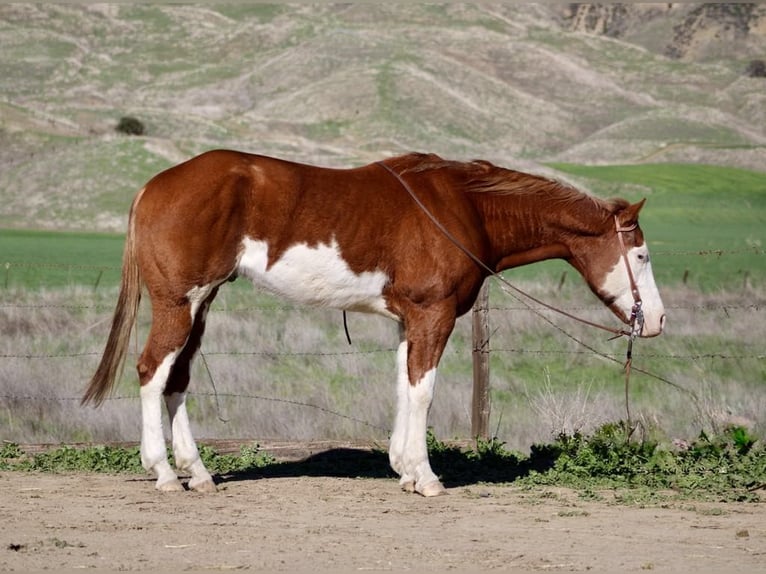 American Paint Horse Ruin 8 Jaar 155 cm Overo-alle-kleuren in King City CA