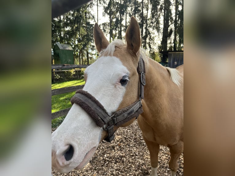 American Paint Horse Ruin 8 Jaar 155 cm Palomino in Sinsheim
