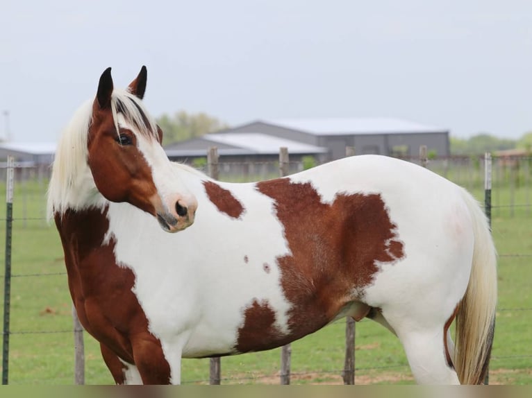 American Paint Horse Ruin 8 Jaar 155 cm Tobiano-alle-kleuren in Lipan TX