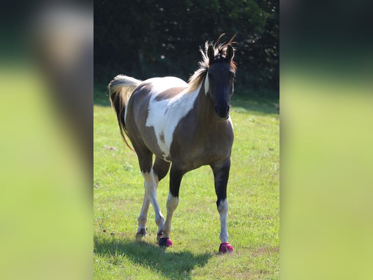 American Paint Horse Ruin 8 Jaar 157 cm Grullo in Jesteburg