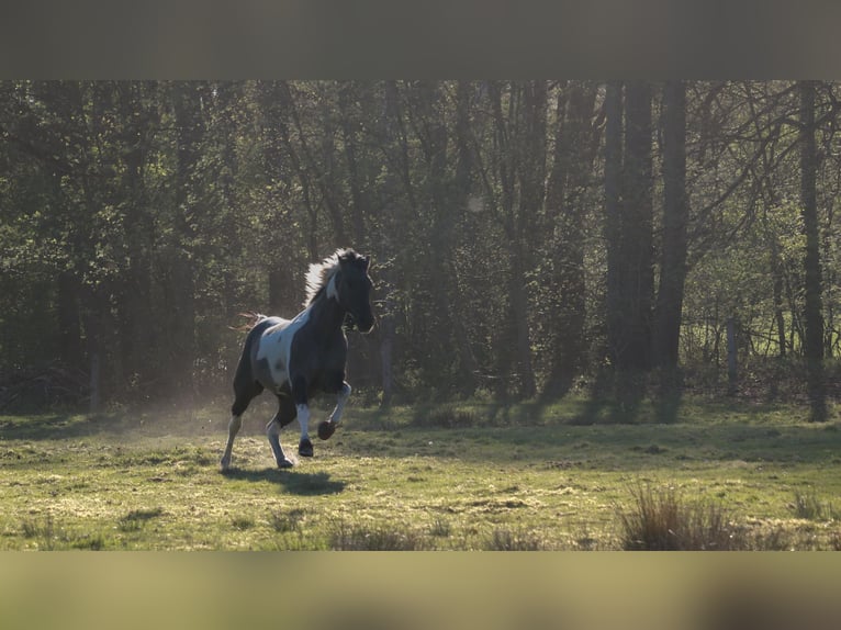 American Paint Horse Ruin 8 Jaar 157 cm Tobiano-alle-kleuren in Jesteburg