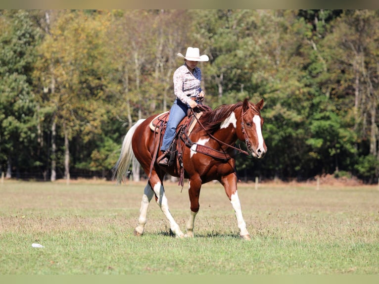 American Paint Horse Ruin 8 Jaar 160 cm Gevlekt-paard in Clarion