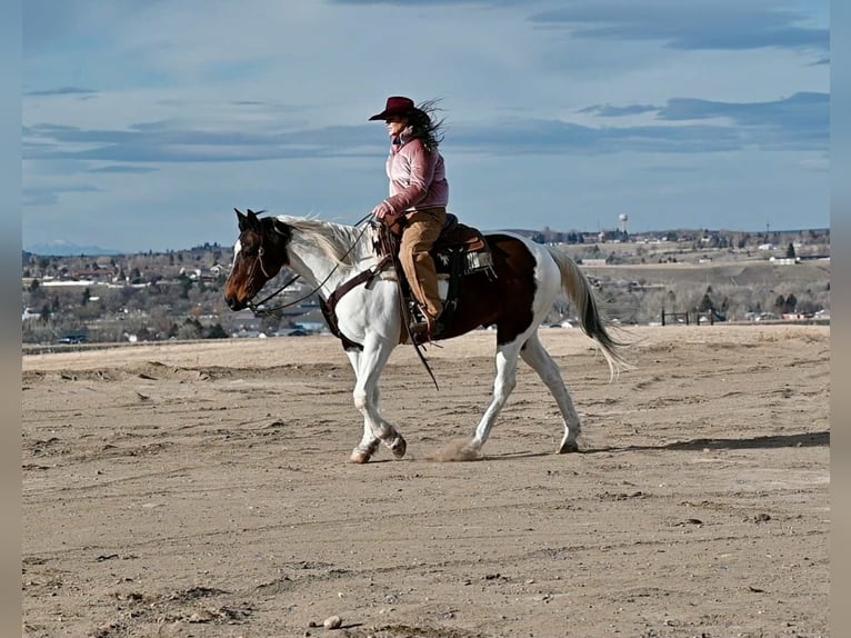 American Paint Horse Ruin 8 Jaar 160 cm Gevlekt-paard in Georgetown