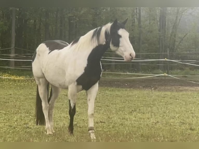 American Paint Horse Ruin 8 Jaar 163 cm Tovereo-alle-kleuren in Crœttwiller