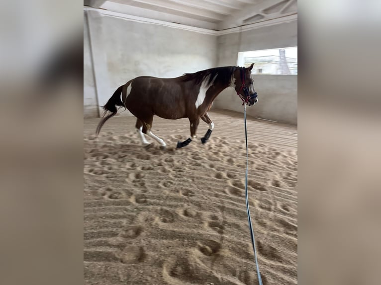 American Paint Horse Ruin 8 Jaar 165 cm Gevlekt-paard in Valenzano