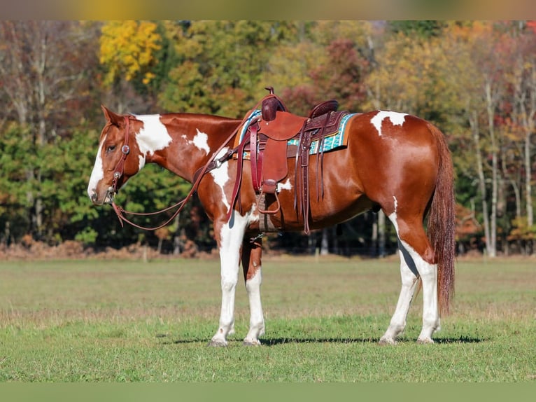 American Paint Horse Ruin 8 Jaar 168 cm Gevlekt-paard in Morriston