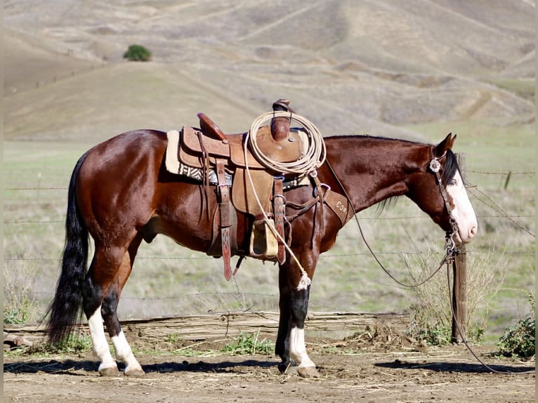 American Paint Horse Ruin 9 Jaar 137 cm Roodbruin in Paicines CA