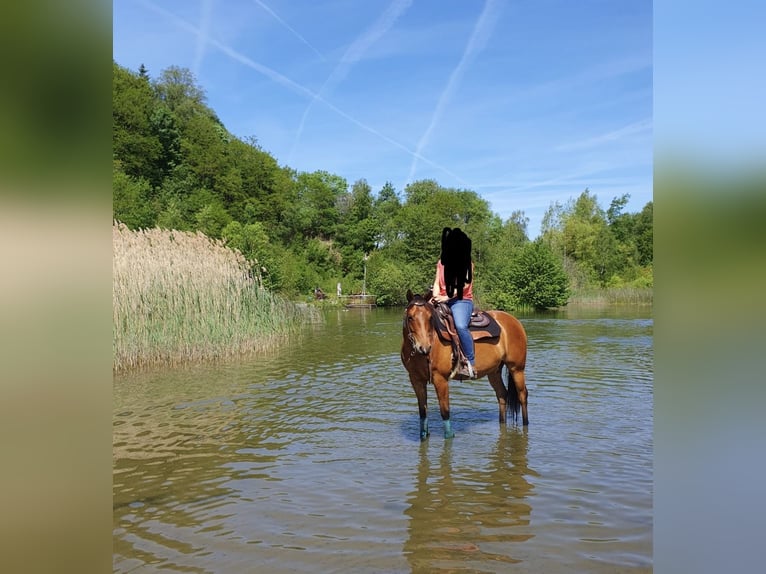 American Paint Horse Ruin 9 Jaar 150 cm Bruin in Hartenfels