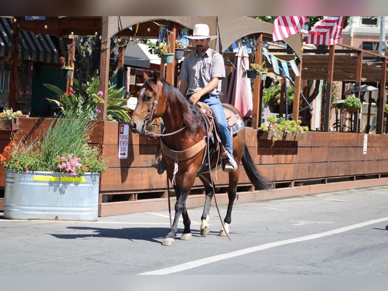 American Paint Horse Ruin 9 Jaar 150 cm Roodbruin in Paicines CA