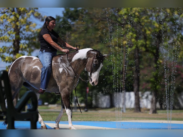 American Paint Horse Ruin 9 Jaar 152 cm Gevlekt-paard in Mount Vernon