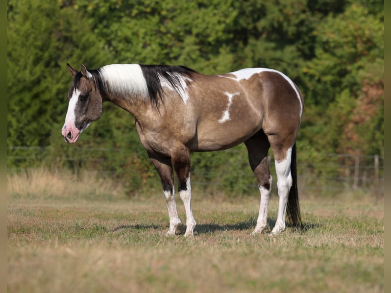 American Paint Horse Ruin 9 Jaar 152 cm Gevlekt-paard in Mount Vernon