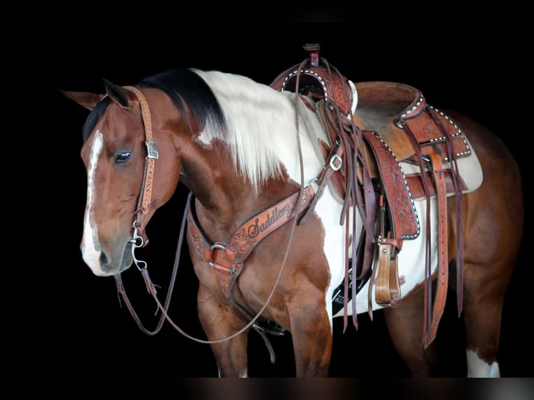 American Paint Horse Ruin 9 Jaar 152 cm Gevlekt-paard in Clarion