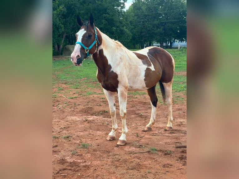 American Paint Horse Ruin 9 Jaar 152 cm Tobiano-alle-kleuren in Fountain Inn