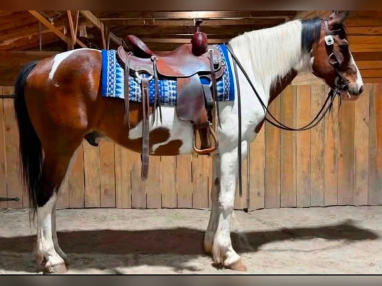 American Paint Horse Ruin 9 Jaar 152 cm Tobiano-alle-kleuren in Fountain Inn