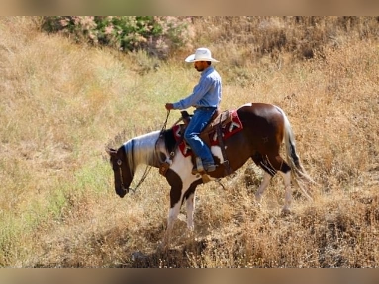 American Paint Horse Ruin 9 Jaar 152 cm Tobiano-alle-kleuren in Tres Pinos