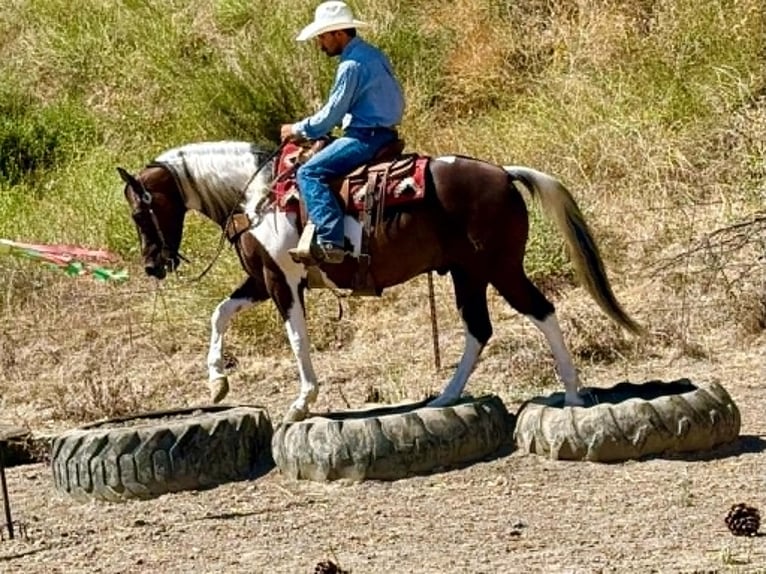 American Paint Horse Ruin 9 Jaar 152 cm Tobiano-alle-kleuren in Tres Pinos