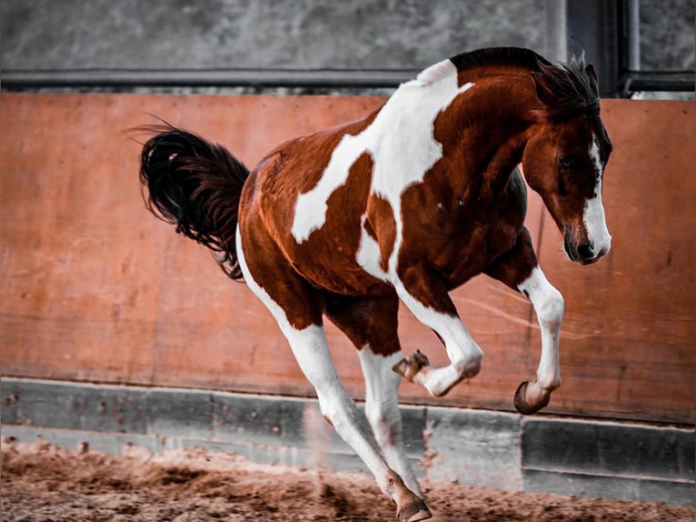 American Paint Horse Mix Ruin 9 Jaar 154 cm Tobiano-alle-kleuren in Wuppertal