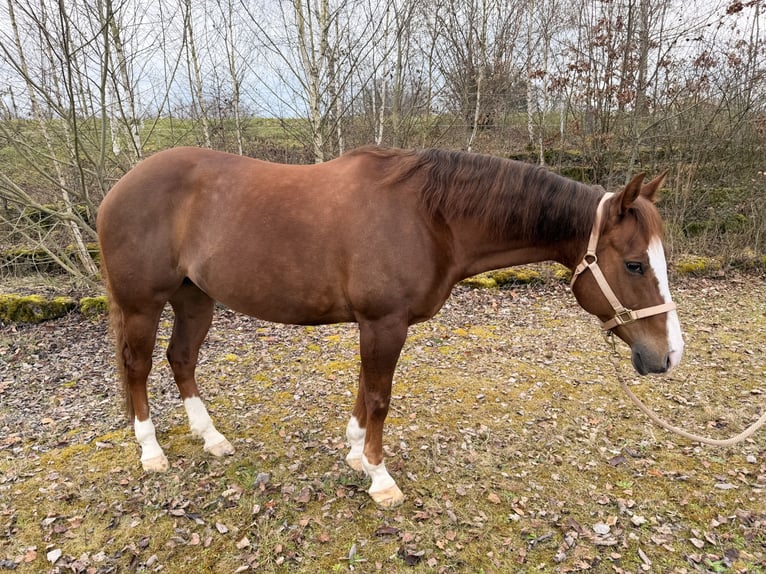 American Paint Horse Ruin 9 Jaar 154 cm Vos in Mooslargue