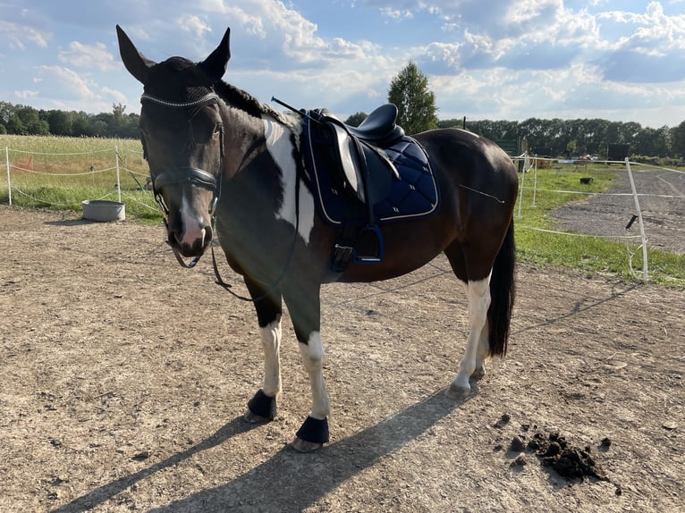 American Paint Horse Ruin 9 Jaar 156 cm Tobiano-alle-kleuren in Zockau