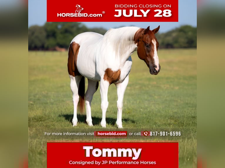 American Paint Horse Ruin 9 Jaar 160 cm Roodvos in Weatherford