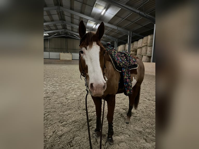 American Paint Horse Mix Ruin 9 Jaar 164 cm Overo-alle-kleuren in Aachen