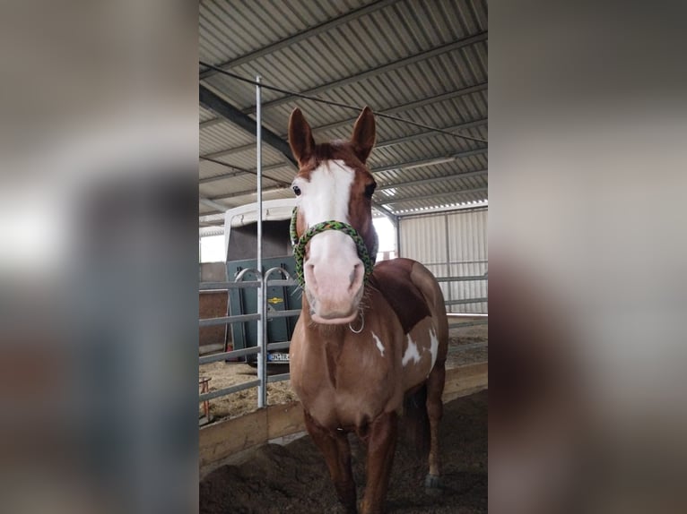 American Paint Horse Mix Ruin 9 Jaar 164 cm Overo-alle-kleuren in Aachen