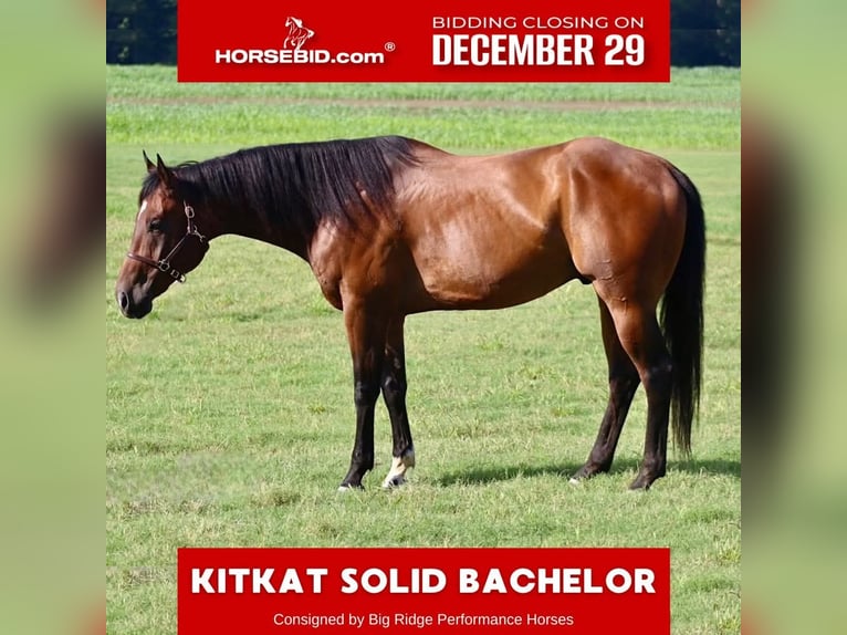 American Paint Horse Ruin 9 Jaar 170 cm Roodbruin in Baldwyn