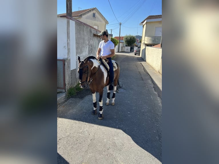 American Paint Horse Mestizo Semental 11 años 160 cm Atigrado/Moteado in Braga