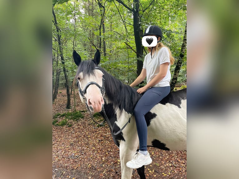 American Paint Horse Semental 12 años 158 cm Overo-todas las-capas in Windeck
