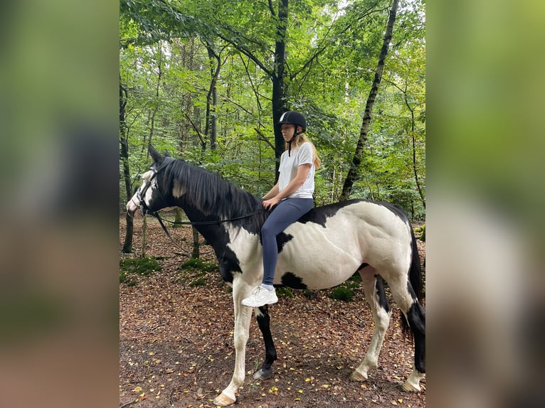 American Paint Horse Semental 12 años 158 cm Overo-todas las-capas in Windeck