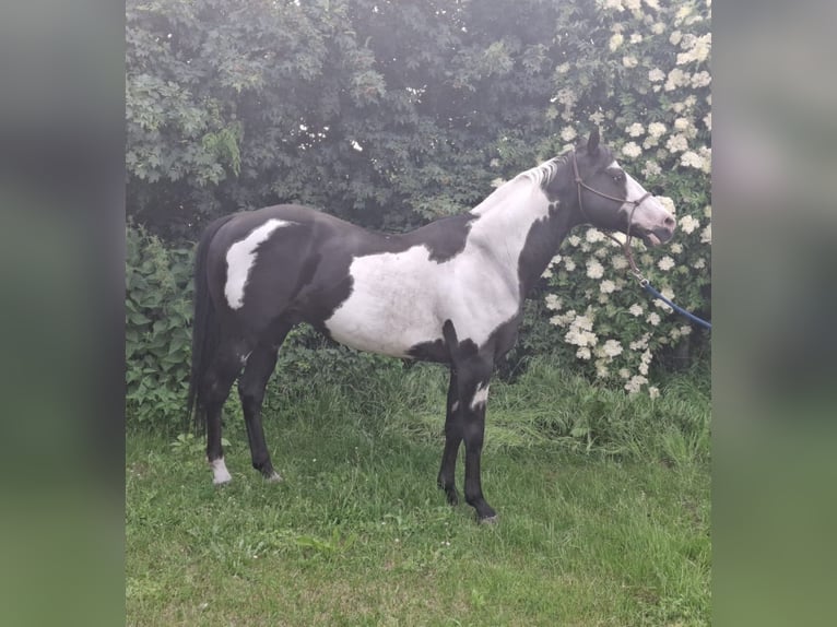 American Paint Horse Semental 15 años 150 cm Overo-todas las-capas in Nauen