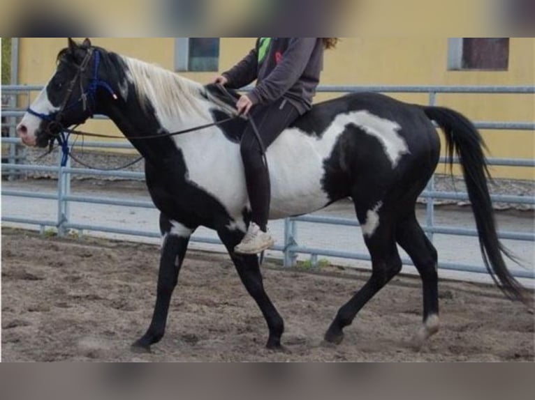 American Paint Horse Semental 15 años 150 cm Overo-todas las-capas in Ribbeck