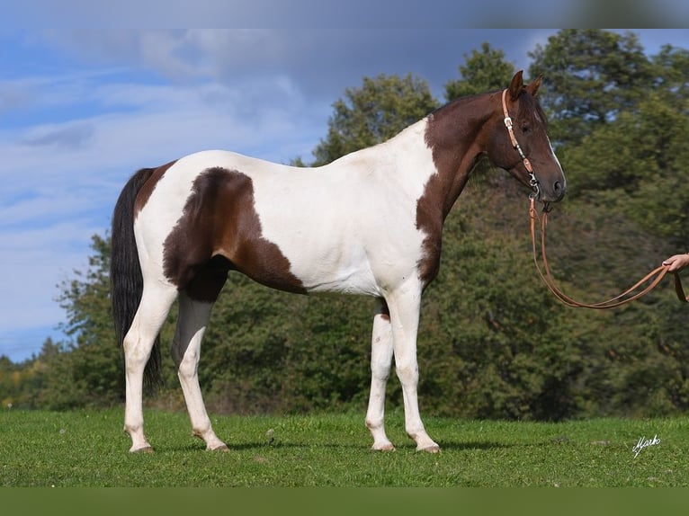 American Paint Horse Semental 15 años 153 cm Alazán in Příbram