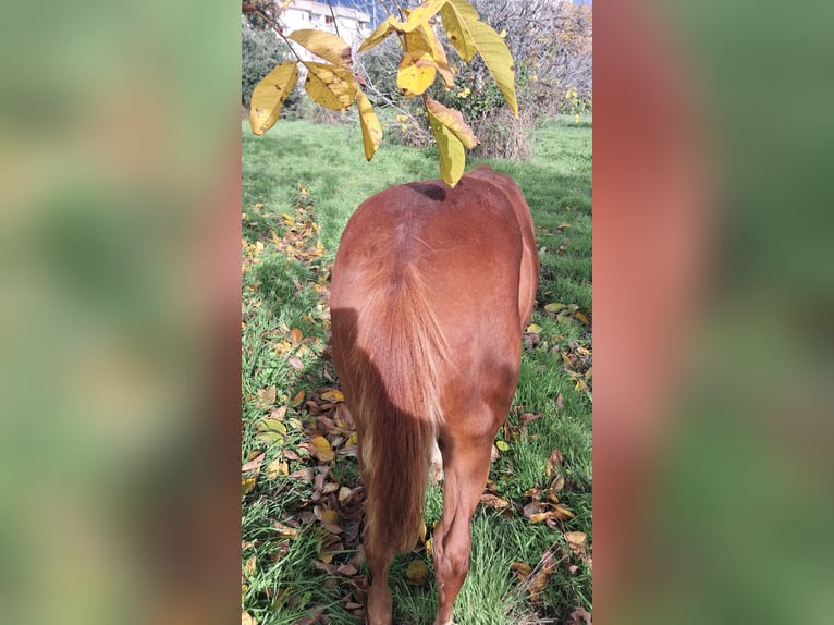 American Paint Horse Semental 1 año 130 cm Alazán-tostado in Castrovillari