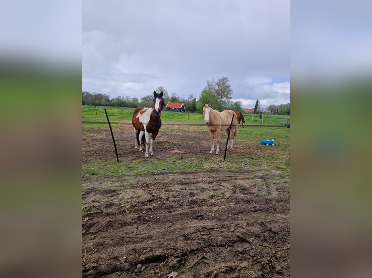 American Paint Horse Semental 1 año 140 cm Champán in Delden