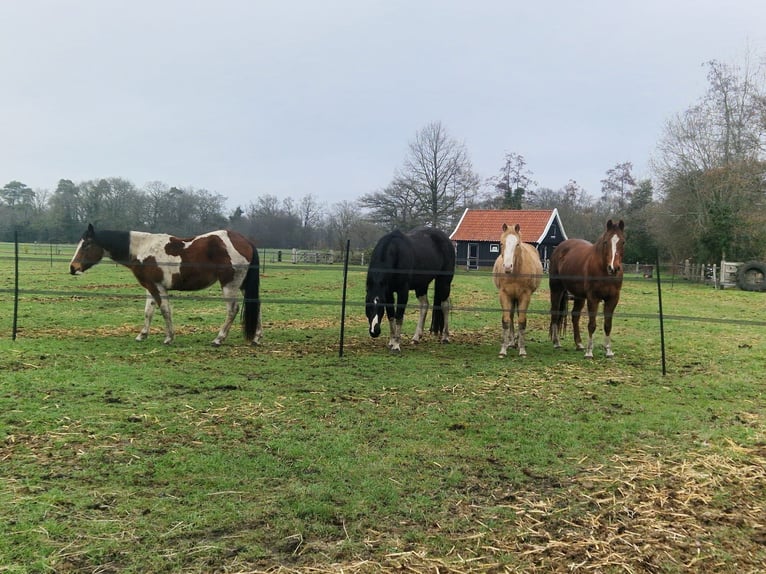 American Paint Horse Semental 1 año 140 cm Champán in Delden