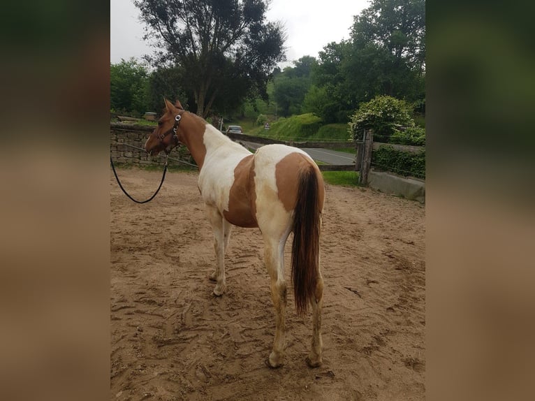 American Paint Horse Semental 1 año 141 cm Tobiano-todas las-capas in Abaltzisketa